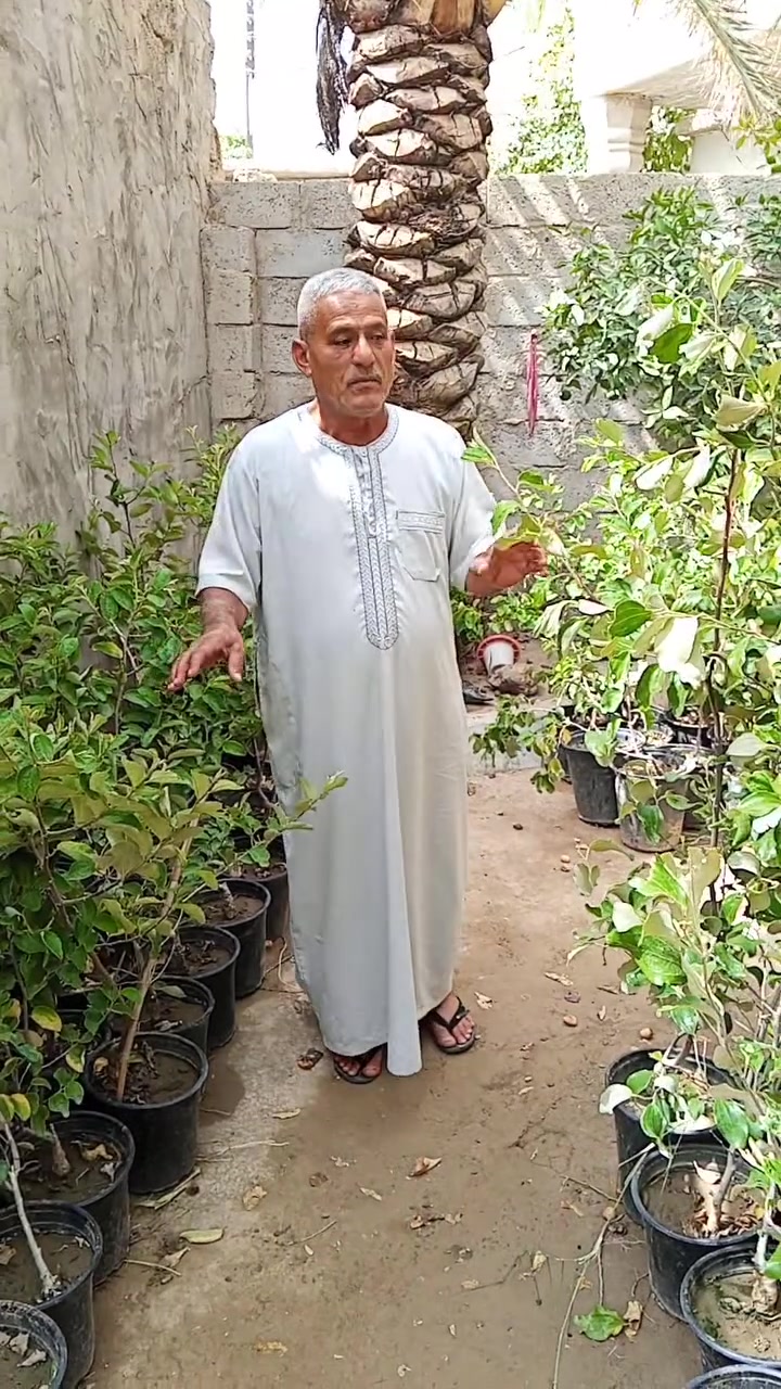 ومن الله التوفيق شتلات نبك مطعم نوعيات ممتازة عرموطي كمثري بلا نوى تفاحي بصراوي زيتوني تفاحي تايلندي باكستاني احمر مكان مشتل محافظة ديالى قرية الحديد حي الأملاك مدخل ثاني للتواصل***********
