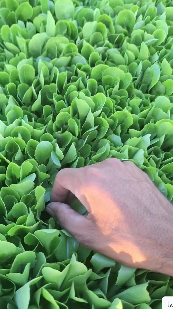 سلام عليكم دايت خس 🥬سويدي البيع درجه اوله متعهد بيه مكاني بابل جبله مقابيل فوج جسر السلام رقم ***********
