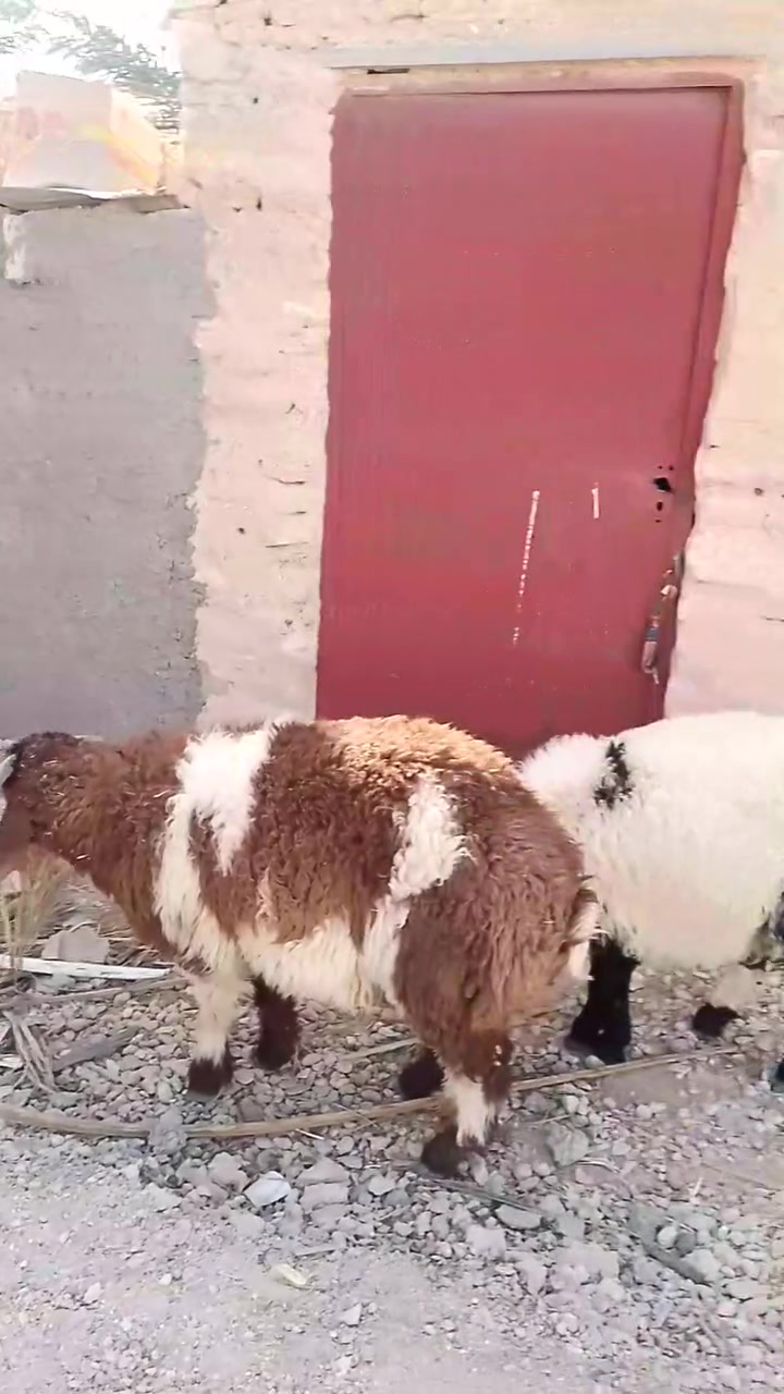 زوج طليان • مفولت • حديثه رفاعي