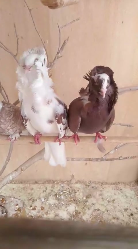 مدينة حديثة • متاح • ديكور