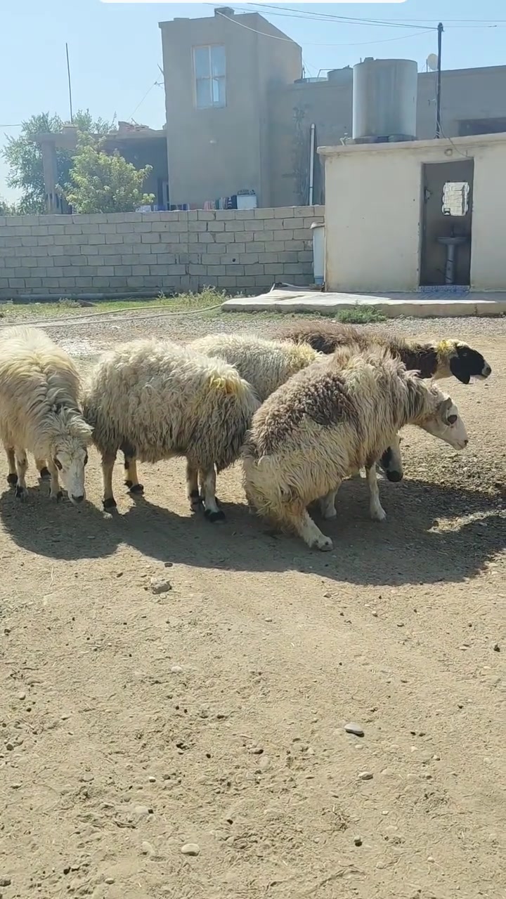 السلام عليكم متاح انعاج للبيع العدد 5 خشناته فول محنيات وحده عشار ثلث شهر ونص والبغيه تغريبن شهر ونص ناصحات ومعلجات مال جنيه المكان الشرقاط الساحل الايسر قريه اكنيطره خاص ماجاوب رقم الهاتف ***********@***********
