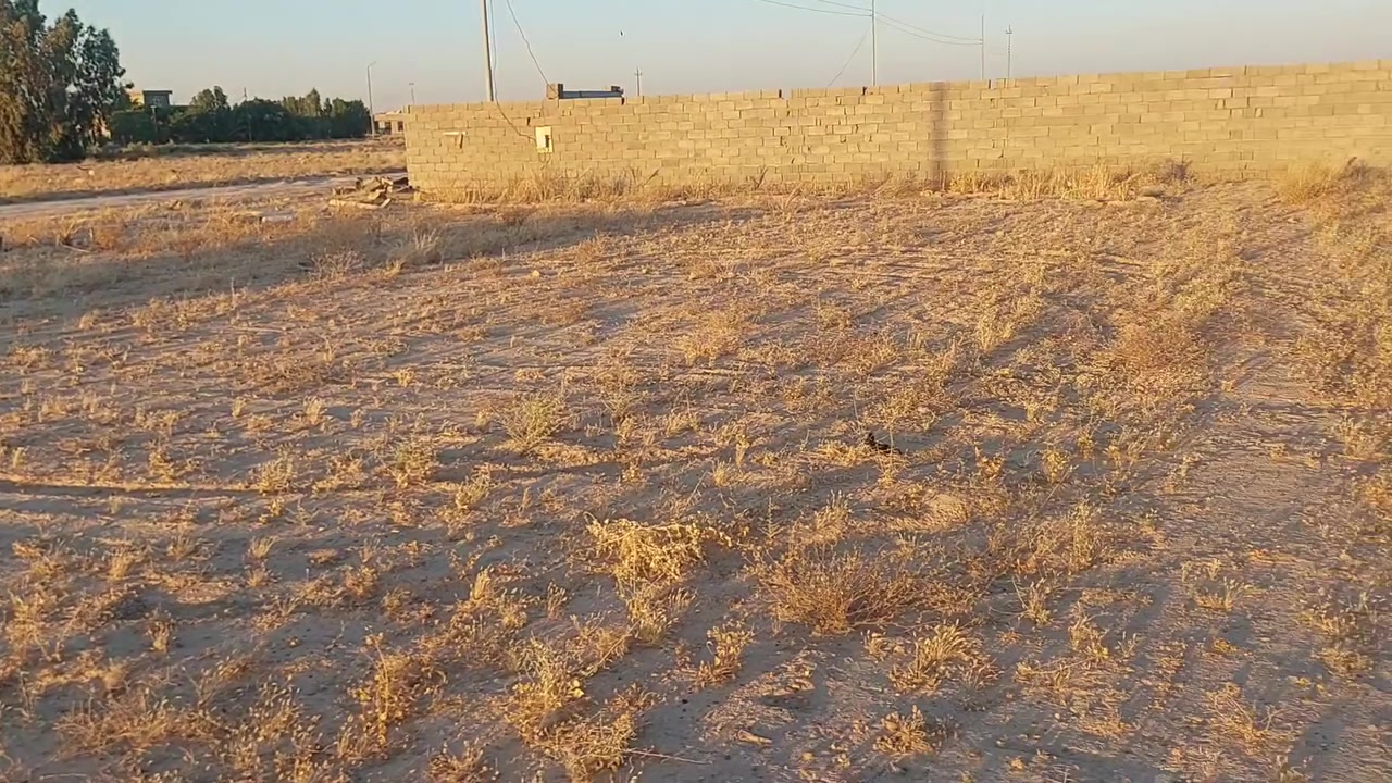 الشهابي الاولى مقاطعة ١٤ • ١٢٥٠م • أرض بيضاء