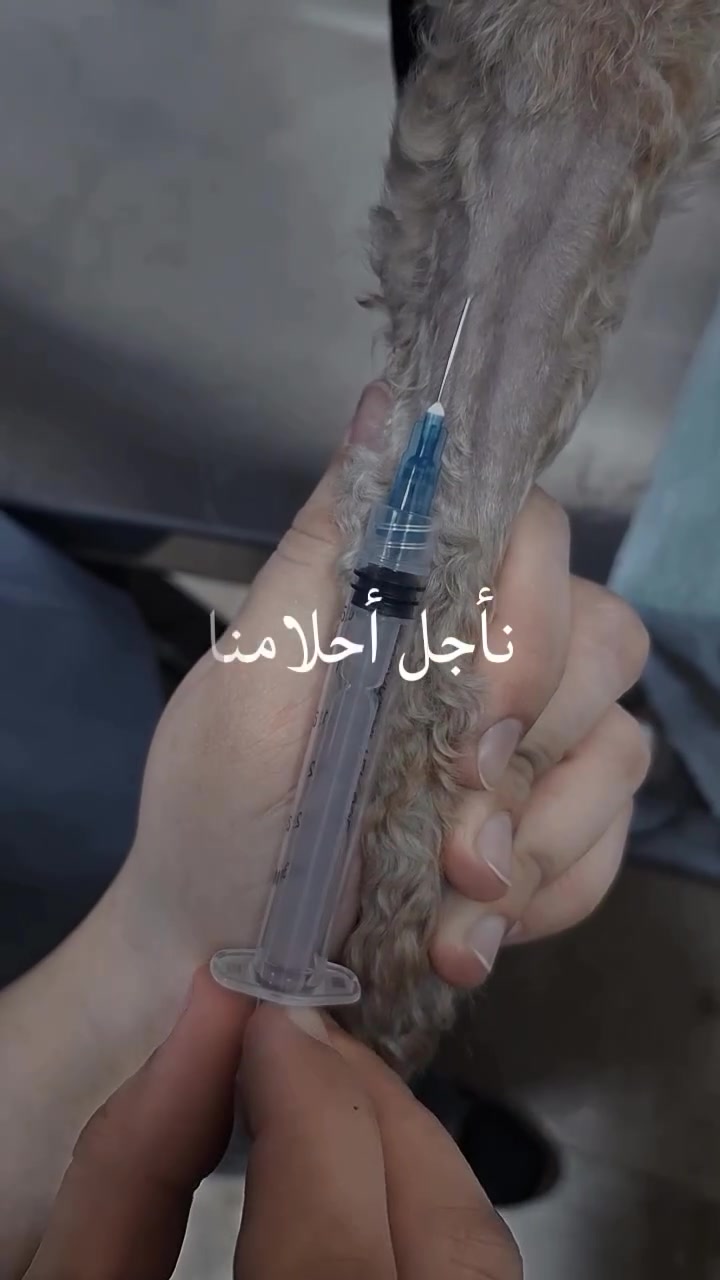عيادة بيطرية • عناية قطط • حي القادسية