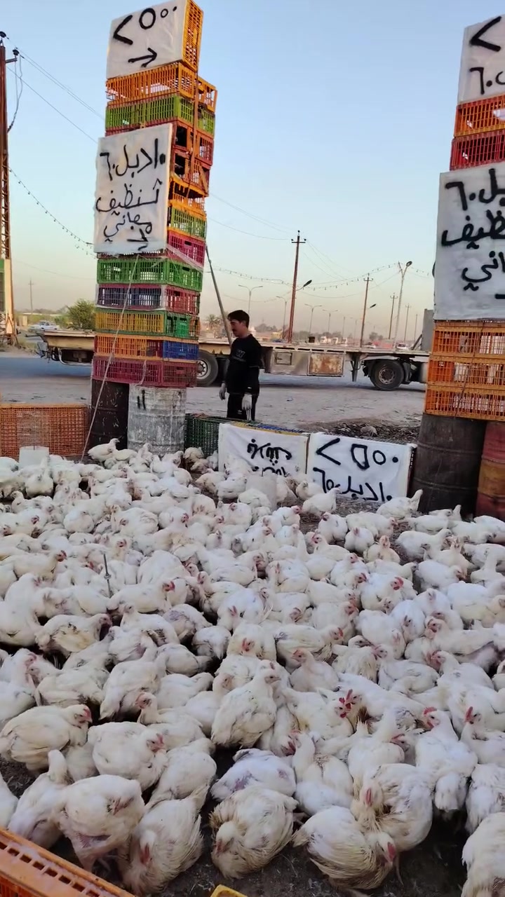 علوه دجاج علاء

سعر كيلو  2550
مستعدون لتجهيز المناسبات 
تنضيف مجاني
10 دجاجات خشن دبل 60. الف
١٠ دجاجات خشن 65. الف 
مستعدون لتجهيز كافه المناسبات والمطاعم باسعار مناسبة وتوجد عروض خاص للمناسبات *********** ***********
