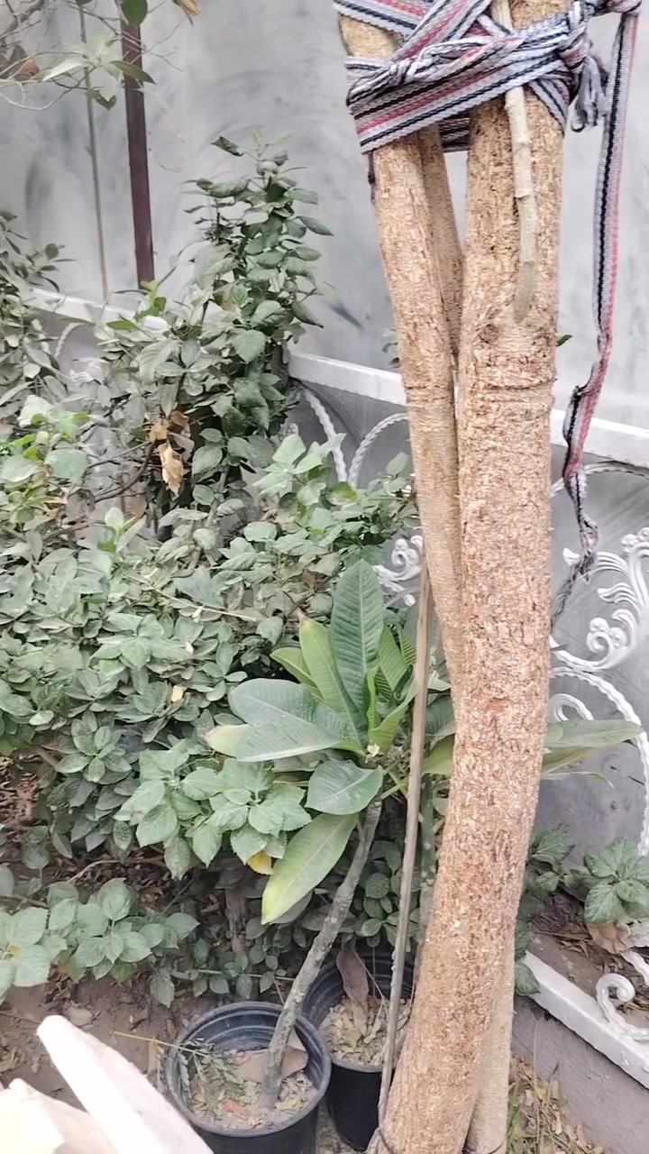 سياج حديقه • حديد ثقيل • ١٠م
