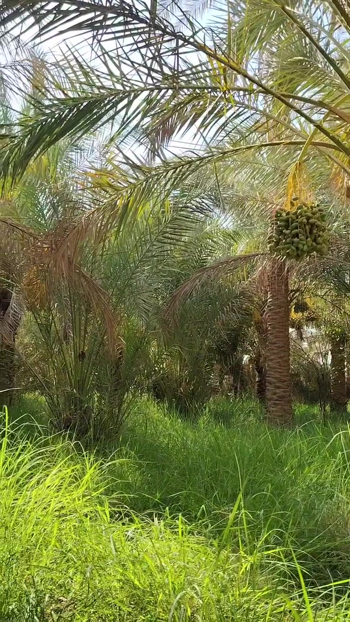 مزرعه للبيع 8 دونم طابو سند 25 الموقع نجف  مناذره على نهر ابو جذوع تحتوي على اكثر من 400 نخله و اشجار تين رمان للتواصل ***********
