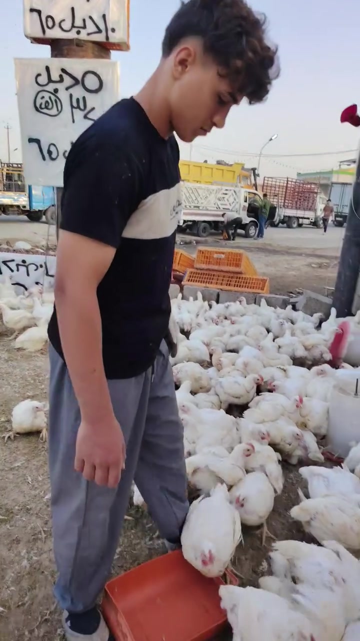 علوه دجاج علاء

سعر الكيلو 2600
5 دجاجات خشن ب 32
جمله مفرد نفس السعر
تنضيف مجاني
10 دجاجات خشن دبل 55 الف
10 دجاجات خشن
الف
