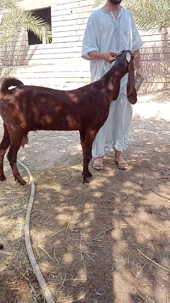 عنز افغانيه والده بطنين  اخذت من فحل بكري صار شهر
مكاني بالعلم قبل البورصة 
للاتصال ***********
            ***********
