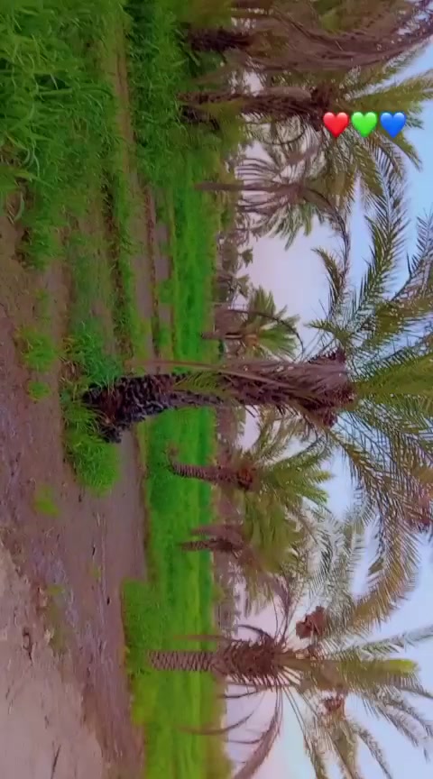 السلام عليكم للبيع 3 دونم ونصف طابو 25 مع بيت كلش مرتب  واسط الصويره خلف مخازن ابو فياض  تبعد عن طريق الصويره 600 متر  للمعلومات اتصال *********** ابو طيبه
