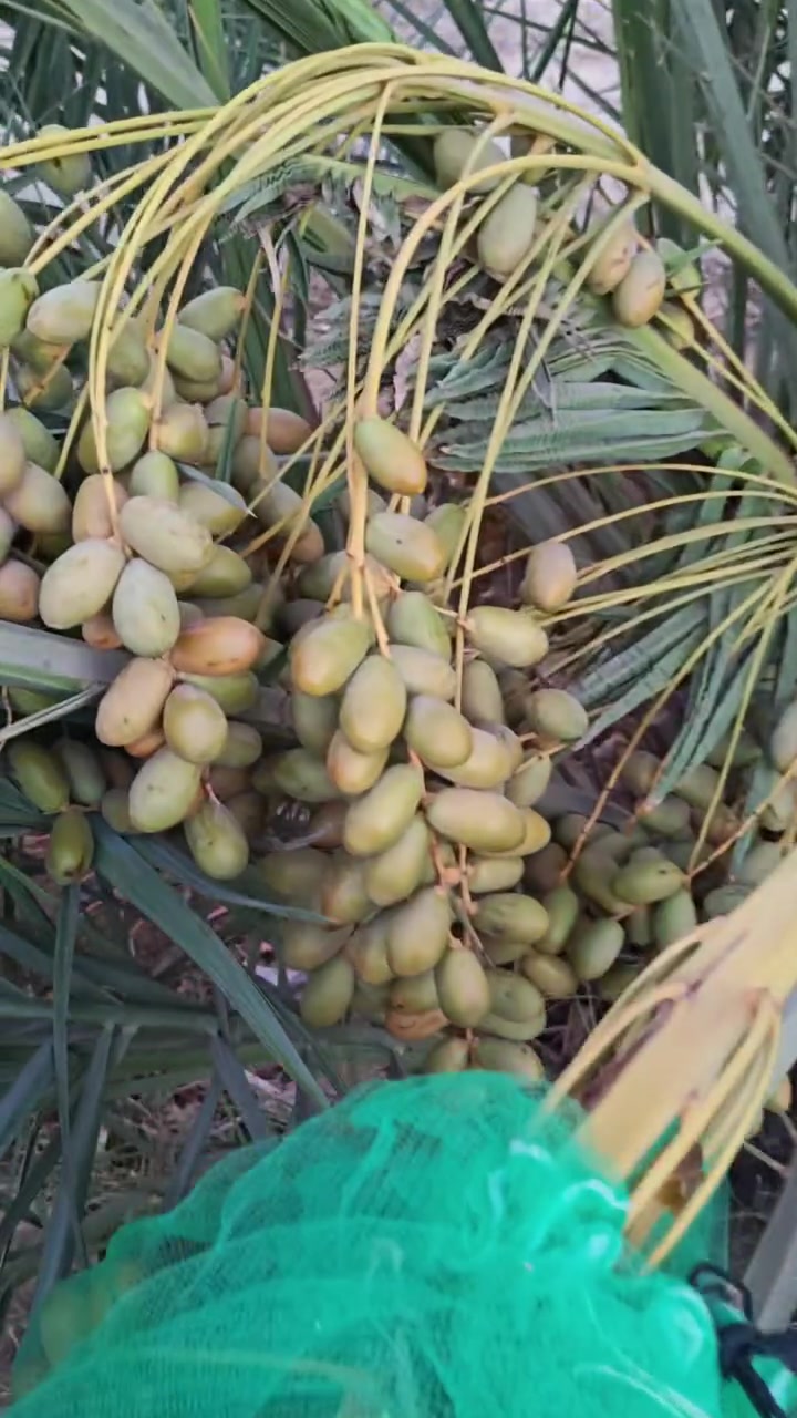 السلام عليكم نخيل للبيع انواع مختلفه مكاني بالخور شراي اتصل ***********

