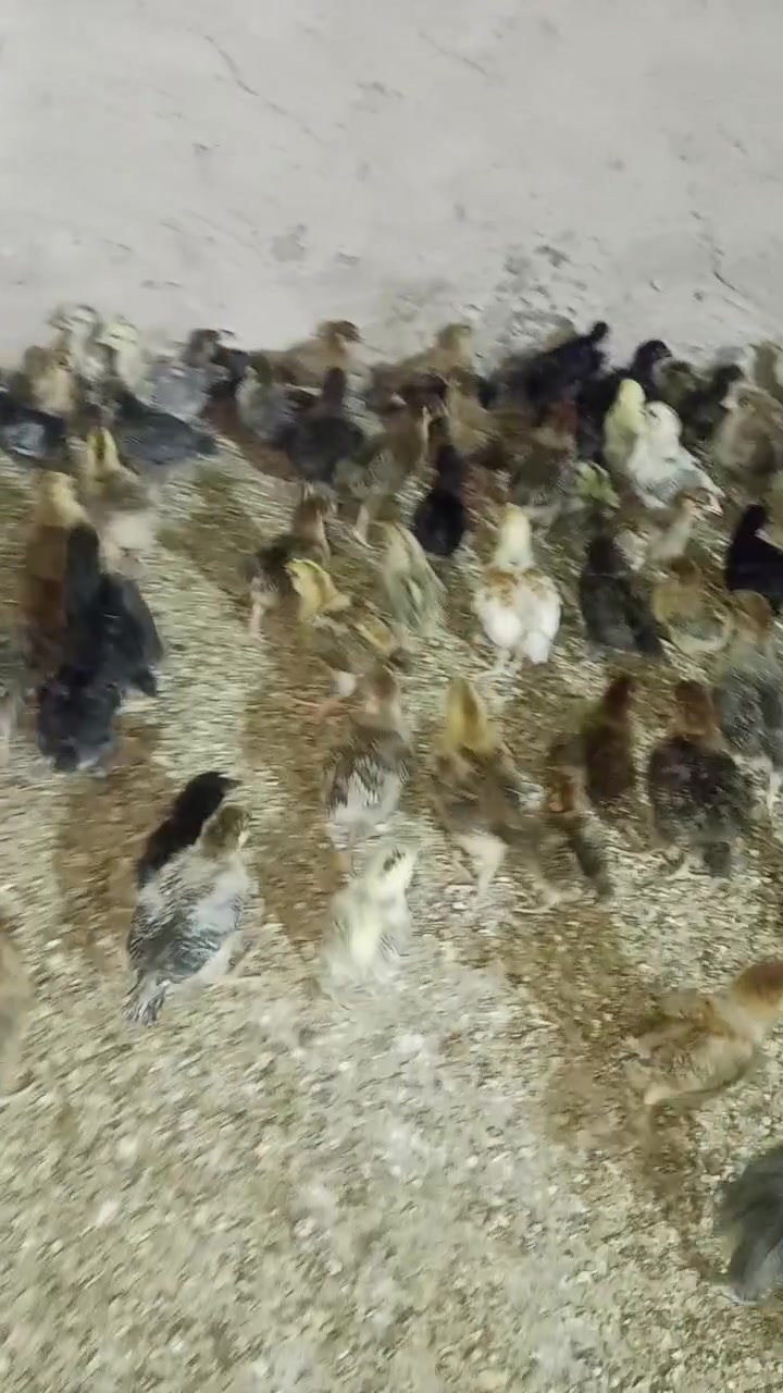 متاح فراخ
عرب 
العمر 17 يوم. 
الزوج ٣لاف نهيته 
العدد 260تك 

كامل علاجات 
صحه خير من الله 
العنوان بغداد المشاهده 
وتساب‏‪***********‬‏
