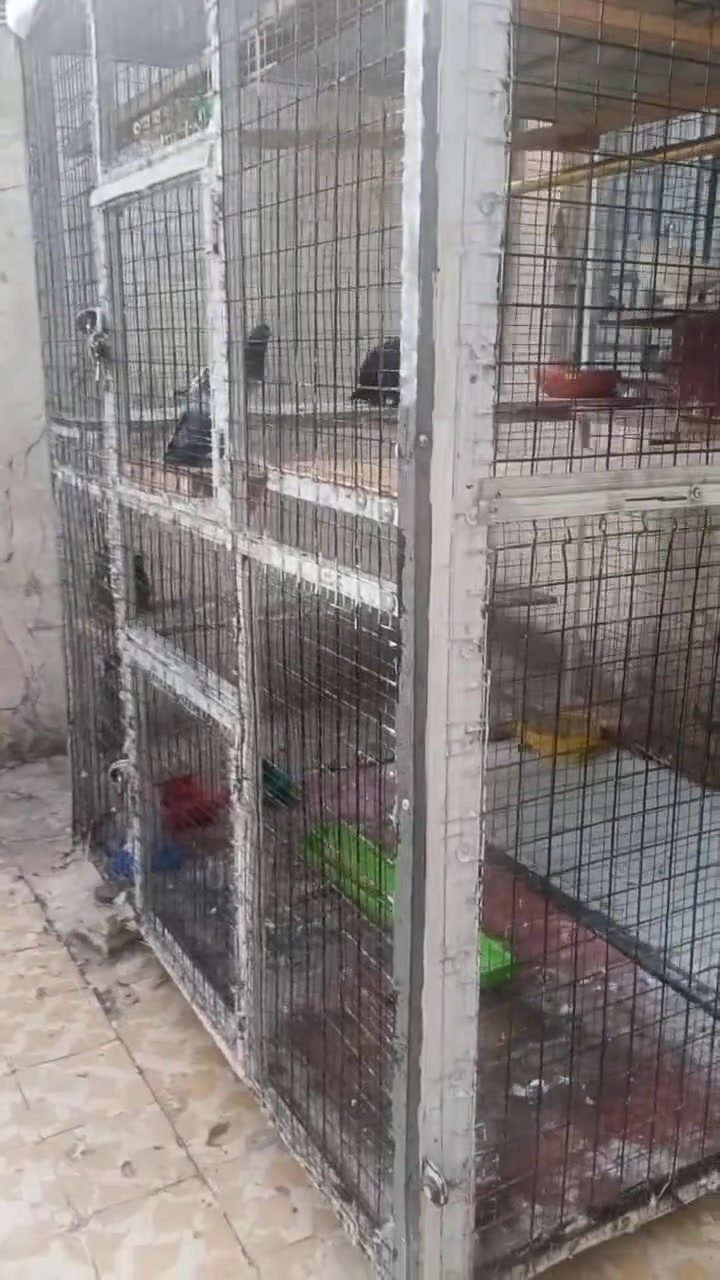 قفص حديد للبيع عرض متر ونص 
نزول واجهه متر ونص ارتفاع متر و 80 
دبل سيم  ناعم خشن يرهم كل شيء سقف ساندويش بنر موقع موصل حي عدن
سعر250 اتصال على الرقم 
*********** بي واتساب
