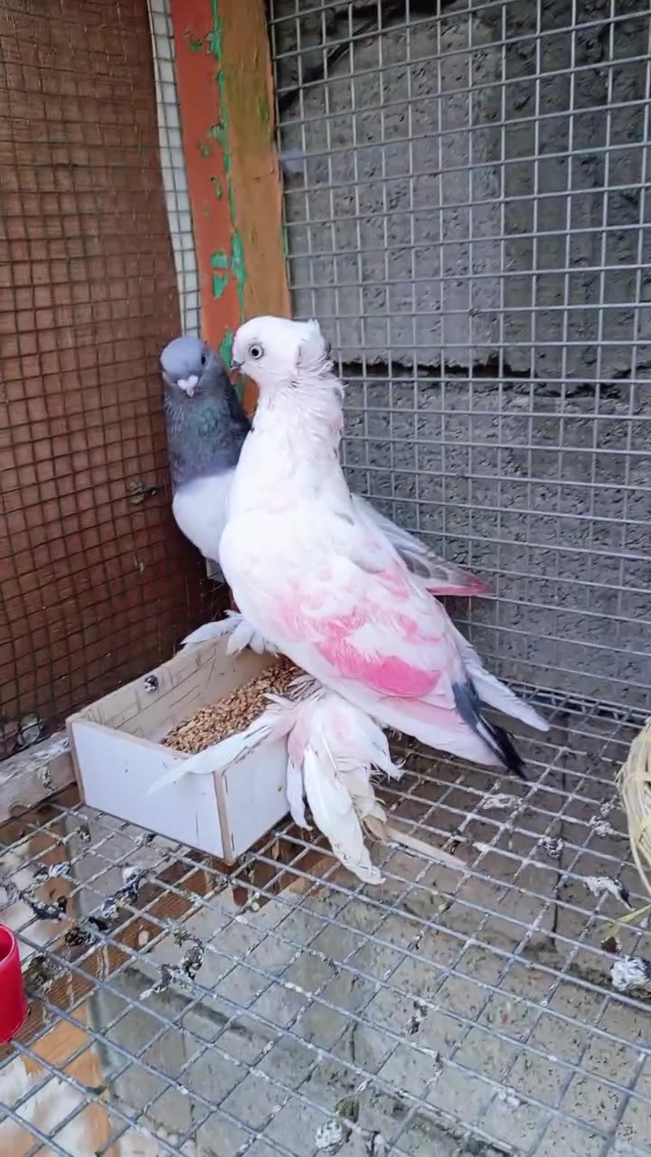متاح زوج عرايس مستوى قوي
واطيور منتجه 
وزوج فحل مسكي والطيره ملك الجبل مستوى كلش قوي 

اطيور زينه وجنيه 

الانبار هيت 

***********
