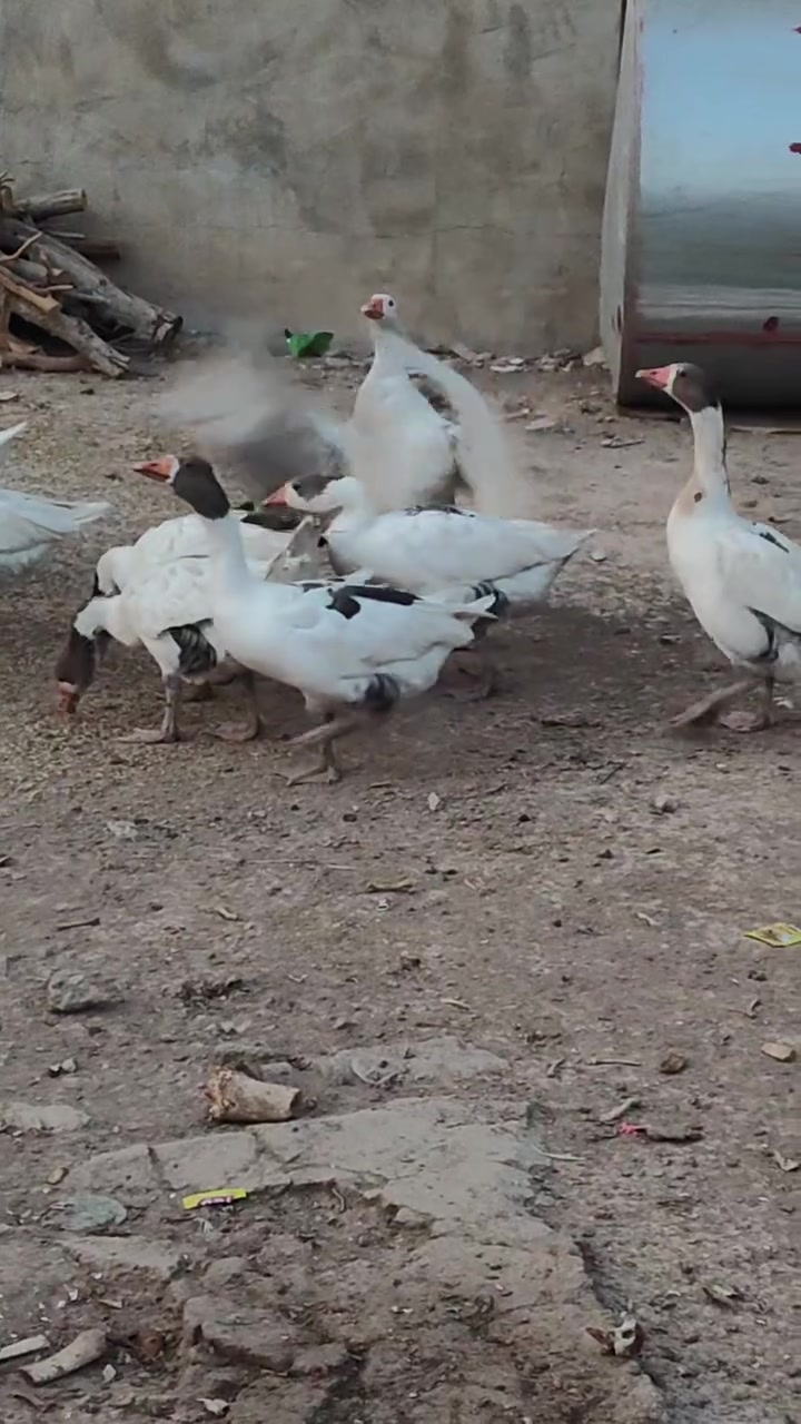بلاوات • زوج • للبيع