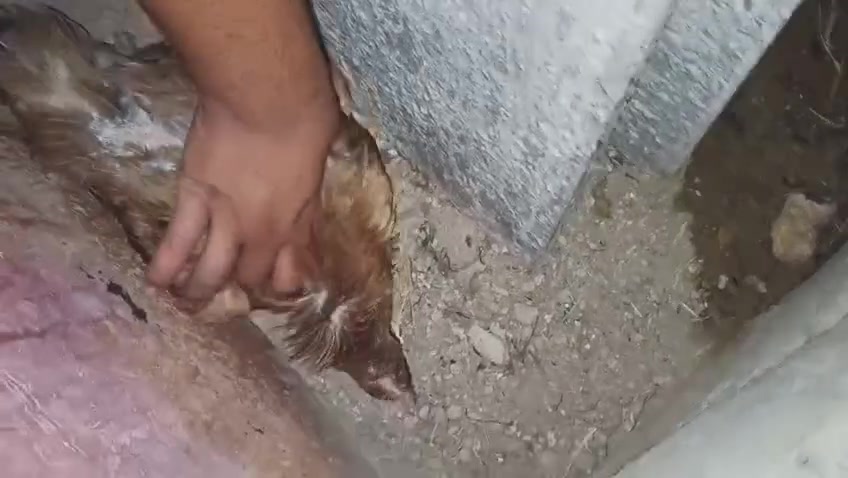 من رخصه الادمن
السلام عليكم متاح دجاجه ماركه المكان المحموديه ***********
