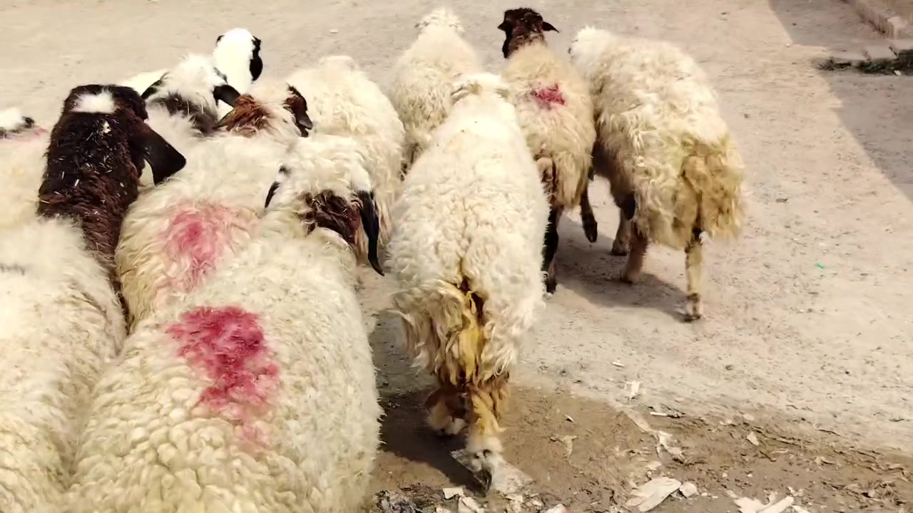 السلام عليكم اخوان للبيع غنم وراجين العدد 10 درجى أولى مال جناي شرط سن وشطر علئ كل عيب وين اليدور زين المكان صلاح الدين بيجي للاتصال ***********
