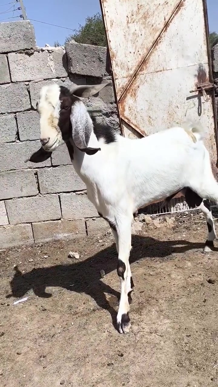 بسم الله وصلاه ع نبي محمد وآل محمد 🌺
متاح فحل افغاني درجه اولئ شرط الفحوليه انطي بيه شرط من حلالي سوم  بل افيدك  وصل  ٣٢٥
وحيل بعيد سومته  يطلع بل ٢٠ كيلوو  فحل شكيته توم فحل رقم واحد ع كل عيب
مكاني حديثه شيخ حديد يوجد توصيل حسب الاتفاق لشراي يتصل ويدلل 
***********
