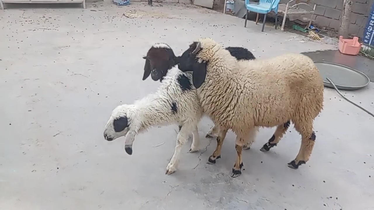 طليان • نذاريات • فحله