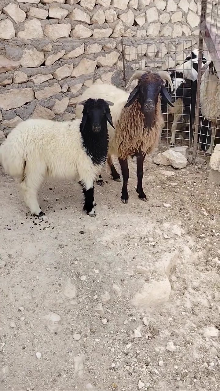 حديثه بروانه • نعجه • ولدت
