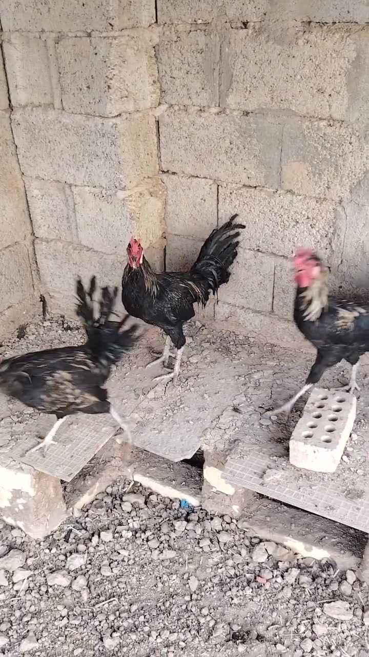 للبيع • حفريه
