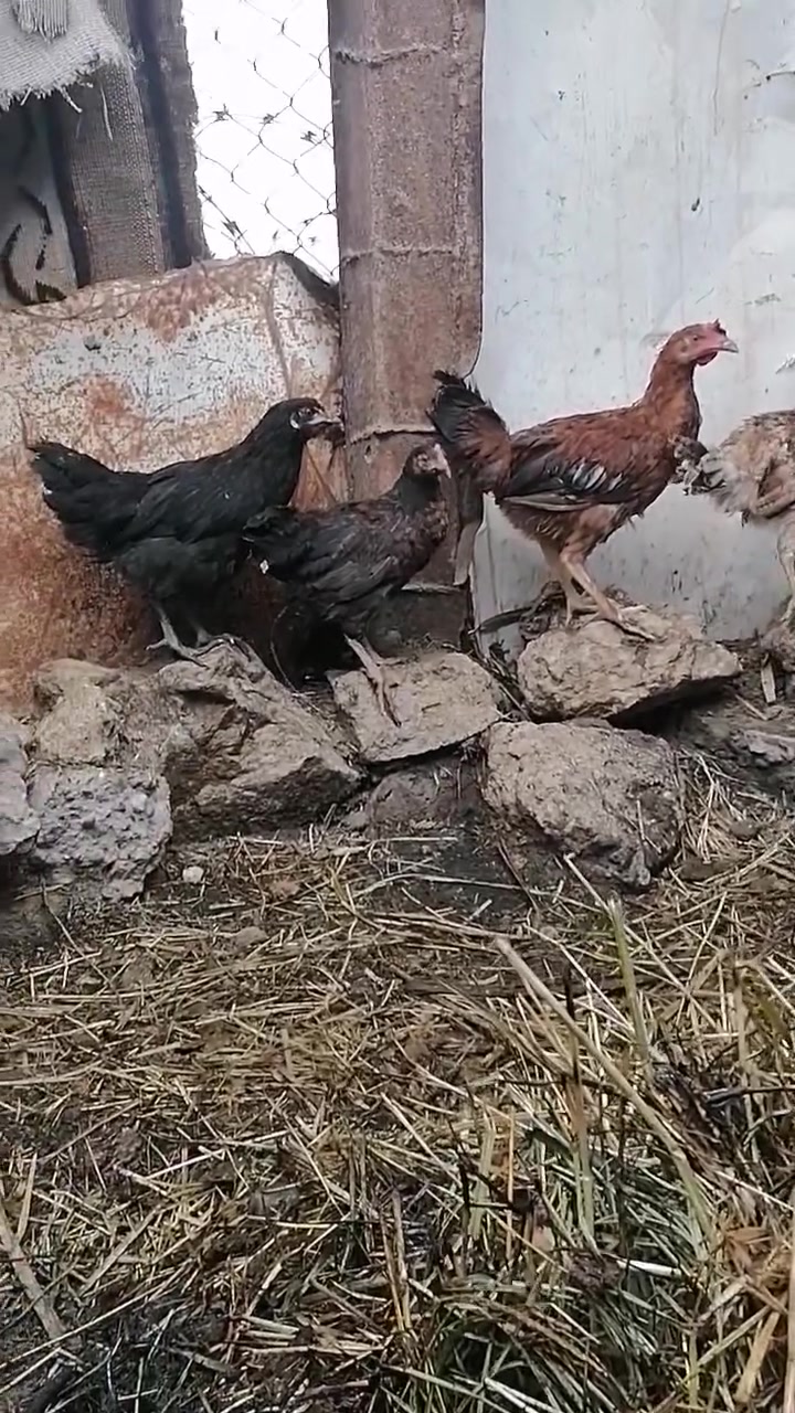 ٣ ديوكة • عرب • ٣ اشهر