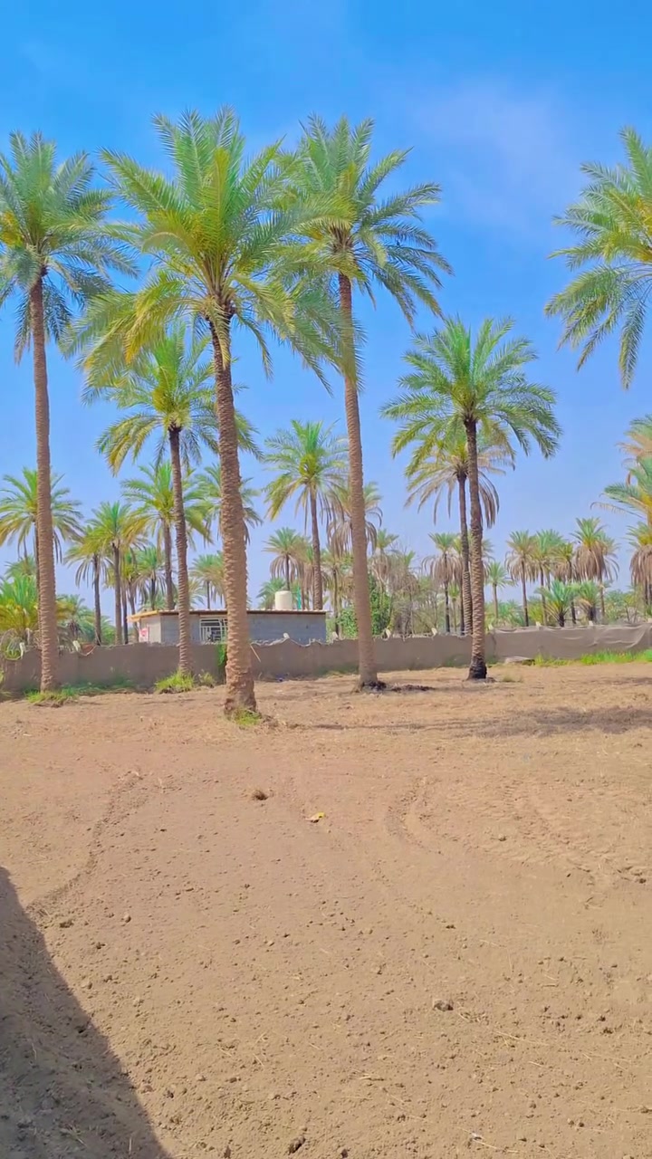 سند منفرد طابو 
*********** 
***********
فارس الشمري

