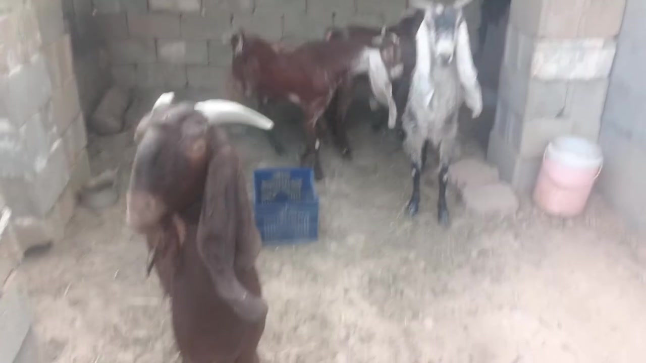 ٢ ماعز • للبيع • کەلار ڕزگاری