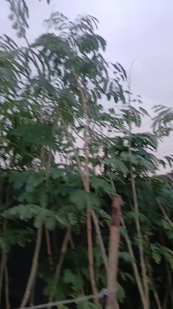 مشتل الزهور • حي ميسان • قرب مدرسة الاهلية