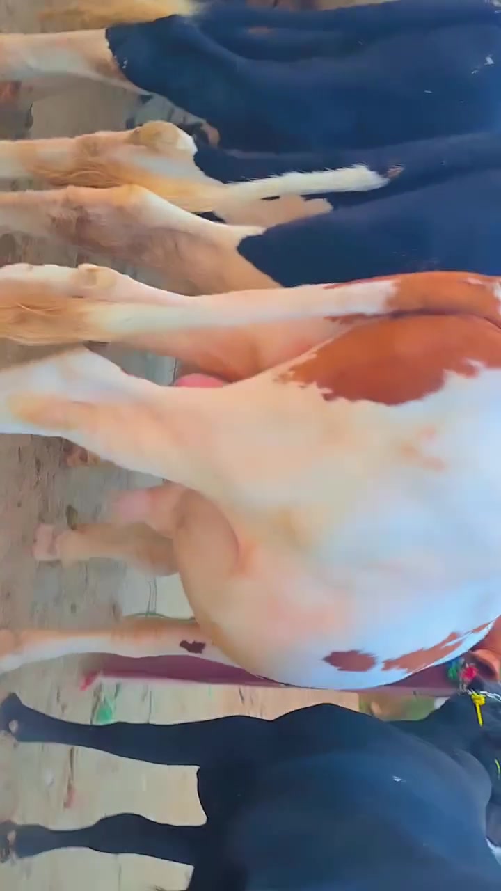 ٢٥ عجول • هولشتاين • بابل شوملي