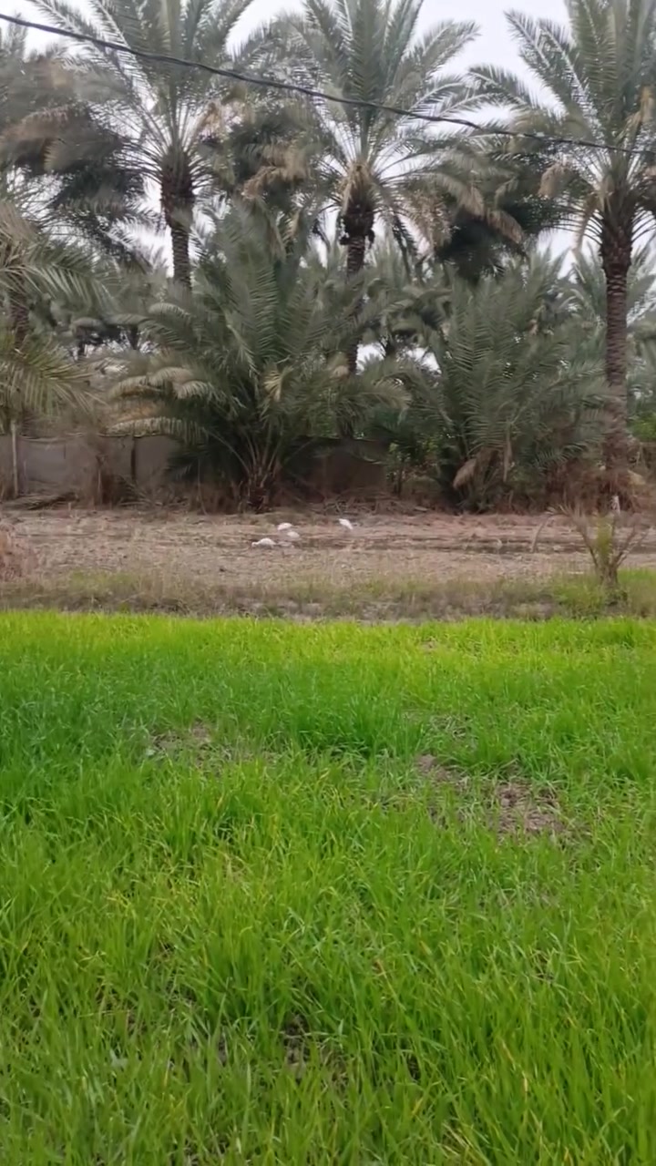اللهم صل على محمد وآل محمد
للبيع بستان ثلاث دوانم مع خمسه بيوت سند 25 شرط التحويل بستان مشجر من النخيل بأنواعه والفواكه بأنواعه مسيج بيارسي وجادر موقع البستان سده الهندية يبعد عن مدينة كربلاء 20 كيلو بيوت بناء حديث كافة الخدمات موجوده كهرباء وسط البستان مي موجود مدارس قريبه 
سوك قريب للاستفسار الاتصال على الرقم 
*********** أو خاص
