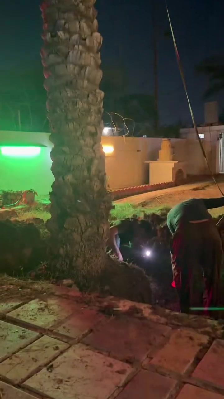 نخلة برحية • نقل وزرع • ٣٠ سنة