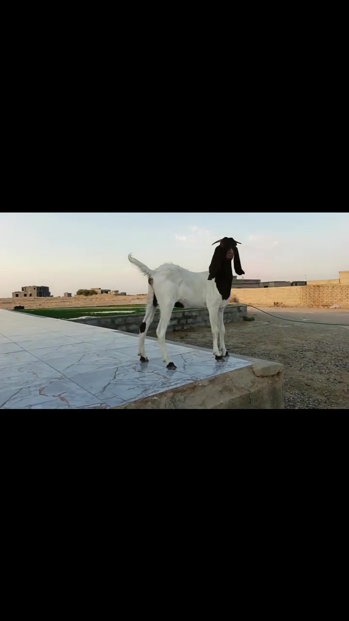 السلام عليكم ورحمة الله
اجذعه أفغانية ما والده قبل
درجه اوله الوله
،اعشره وباديه اتحط 
حلوه وحشنه وحالها فول
مكاني الشرقاط قرية شكرآ 
***********..***********
يرهم امراوس ابحلال حسب القناعه
