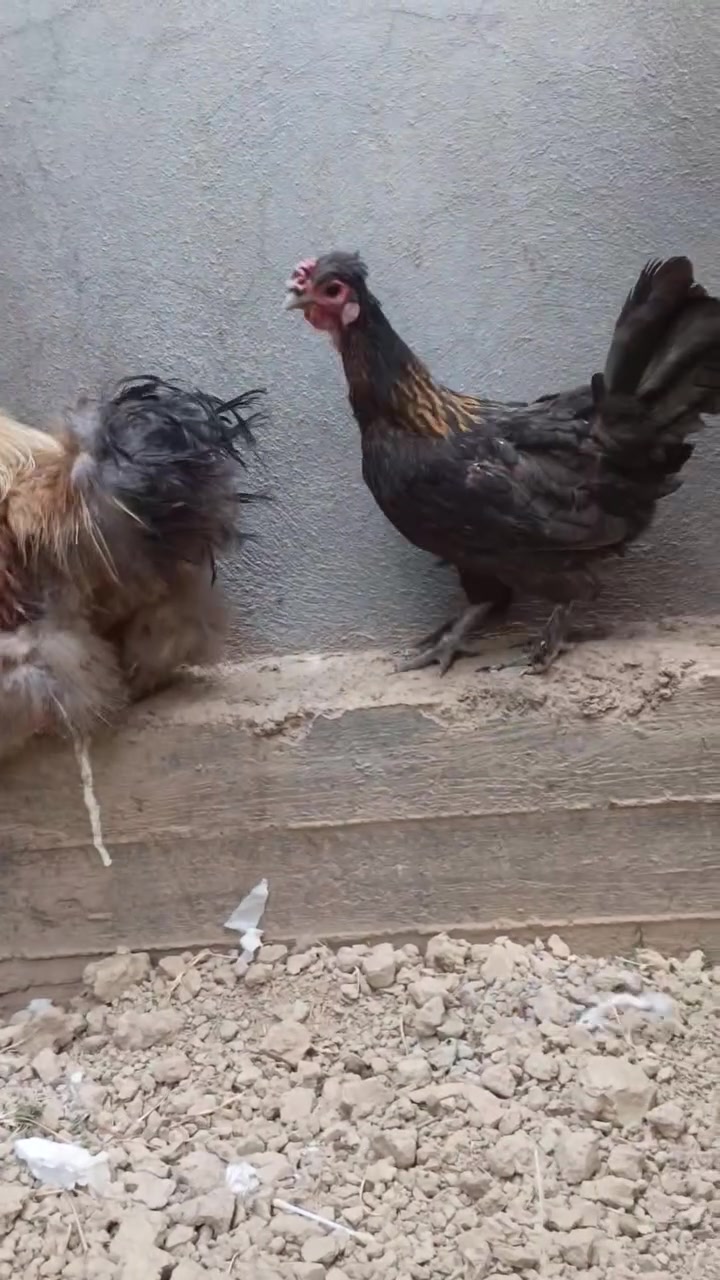 ديج سلكي • دجاجه كوجن • صحه ونظافه