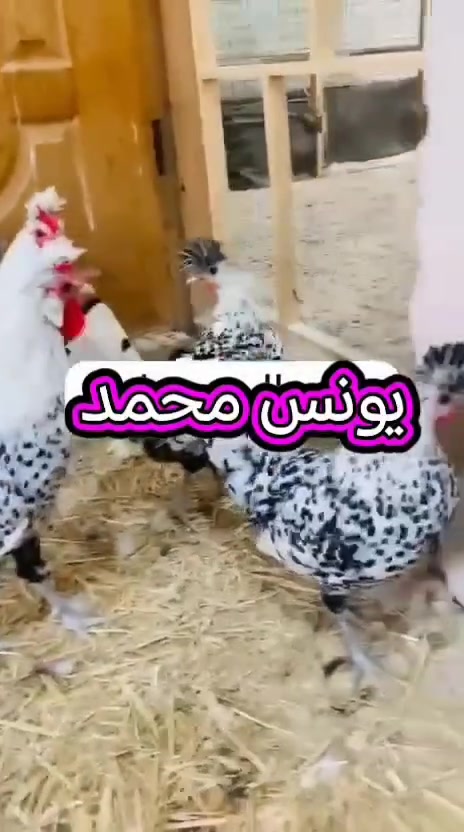 افراخ ابن زلر • عمرهم شهر • ١١ قطعة