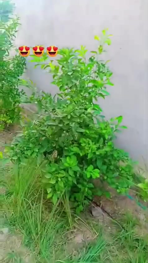 دار للبيع • ٢ دونم • كافة الخدمات
