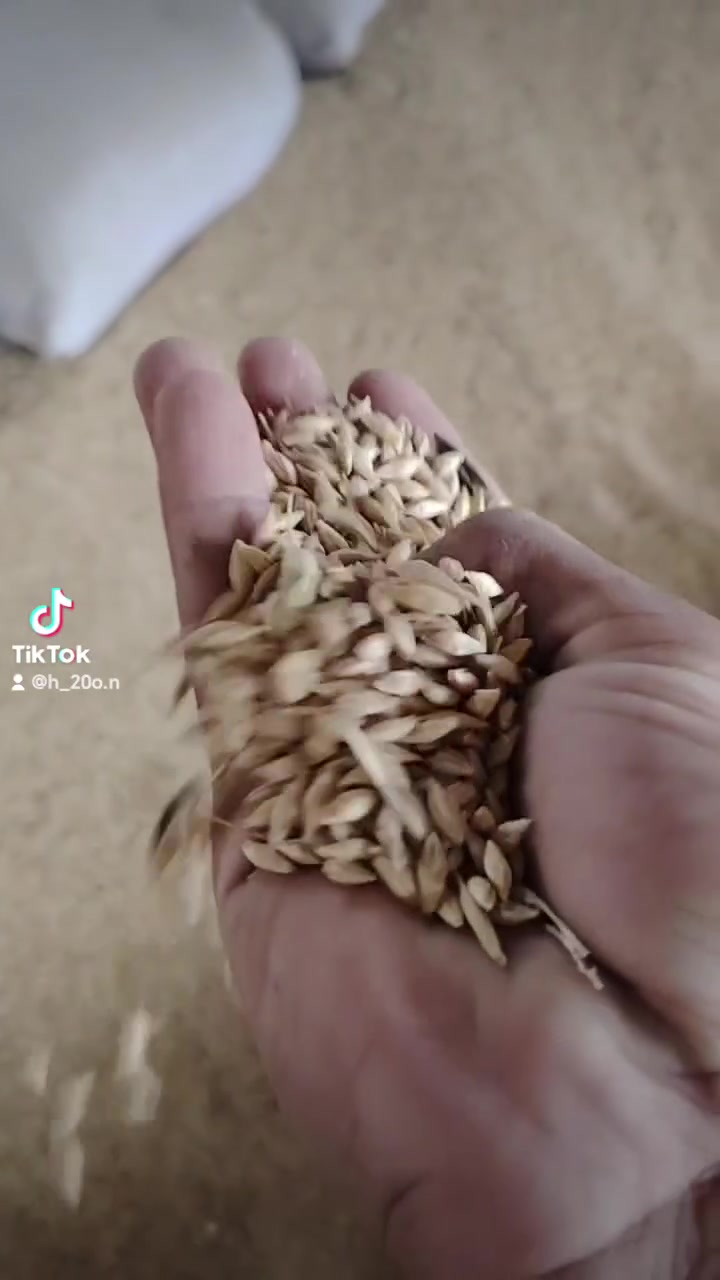 السلام عليكم متوفر شعير عراقي درجه اولا بذور العنوان واسط قضاء الصويره الرقم ***********
