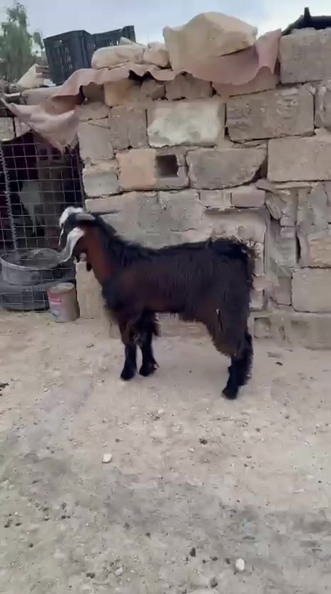 جدي • فحل • ١٤ كيلو