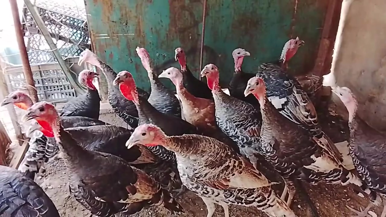 فسيفس عرب • شرط ١٥ • تكريت القادسيه