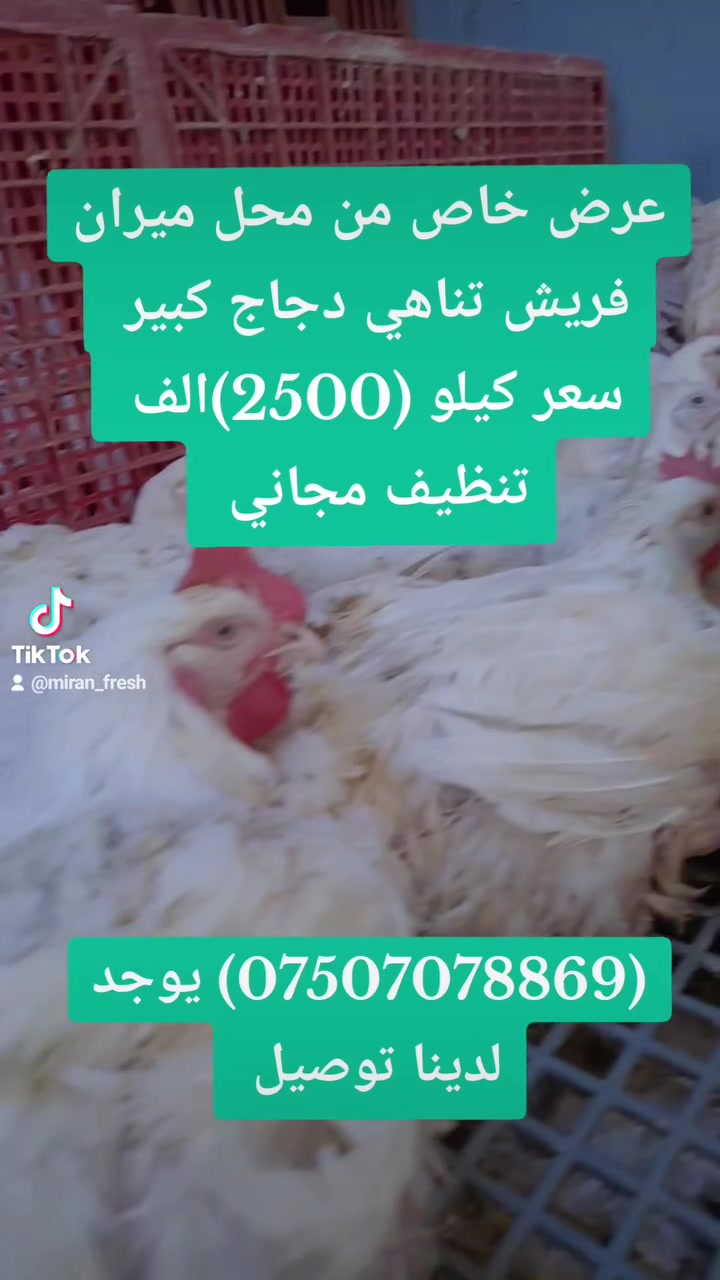 على بركة الله ❤️
وجبة جديدة من دجاج ابيض حجم كبير 🐔

سعر الكيلو :(( 2500 )) دينار
#تنظيف_مجانا
____________________________________

محل ميران لبيع دجاج الحي والمذبوح 🐔🐓
جهي ميران بو فروتنا مريشكي ساغ 🐔🐓

العنوان تناهي شارع السوق خلف مجمع افروسيتي مقابل بيتزا تورينو
للاستعلام التواصل على الواتس اب
***********
