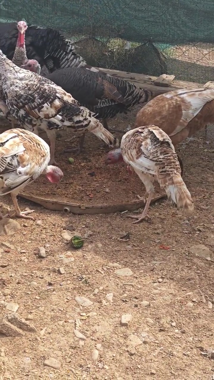ماعز كردي • أحمر • ٣ ذكور ٥ إناث