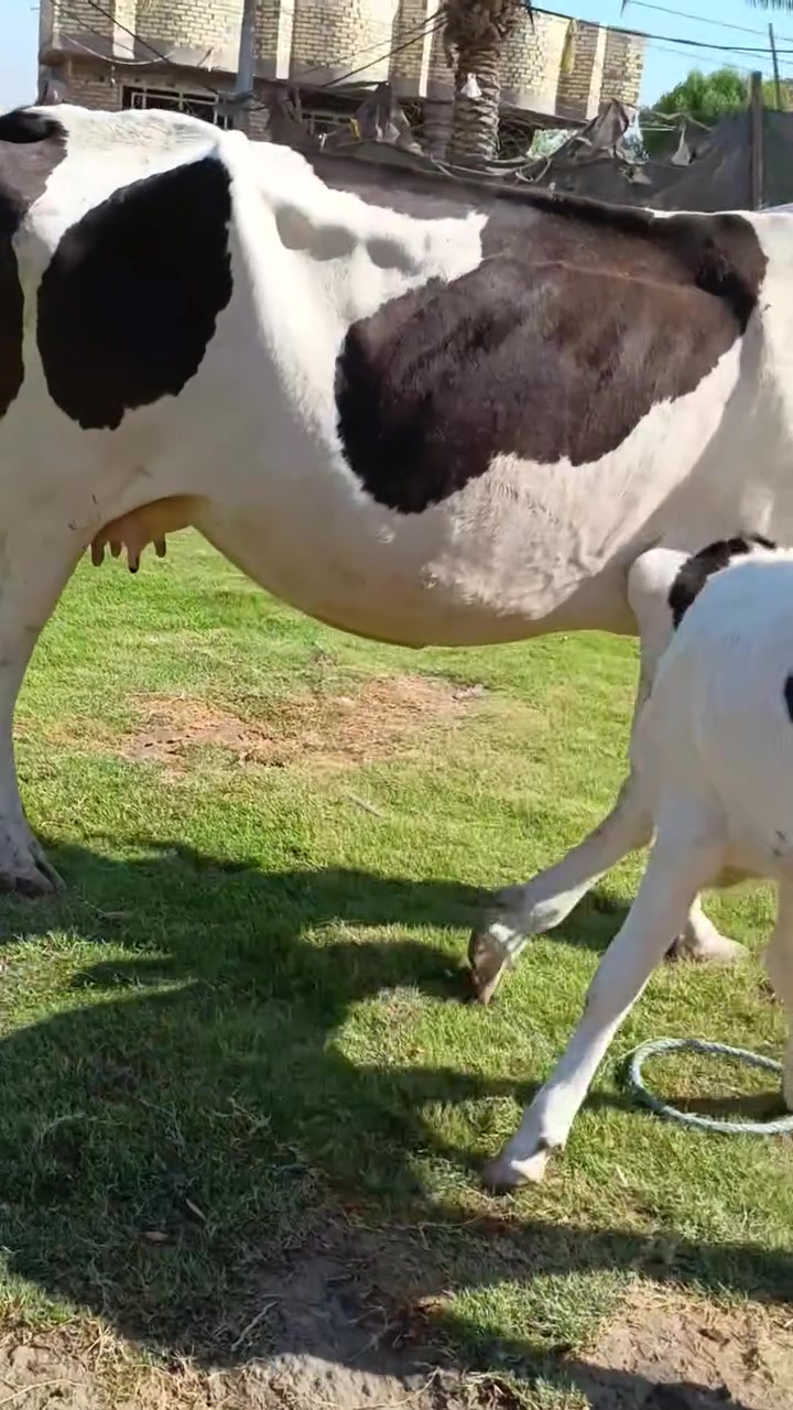 سلام عليكم دابه ثالث بطن وراها بجر فريزيه درجه اوله وشرط الصحاء دابه مال جني حلوه وناصحه العنوان بابل القاسم السعر 2550وبيه مجال حك الجيه الرقم ‏‪***********‬‏ @إشارة
