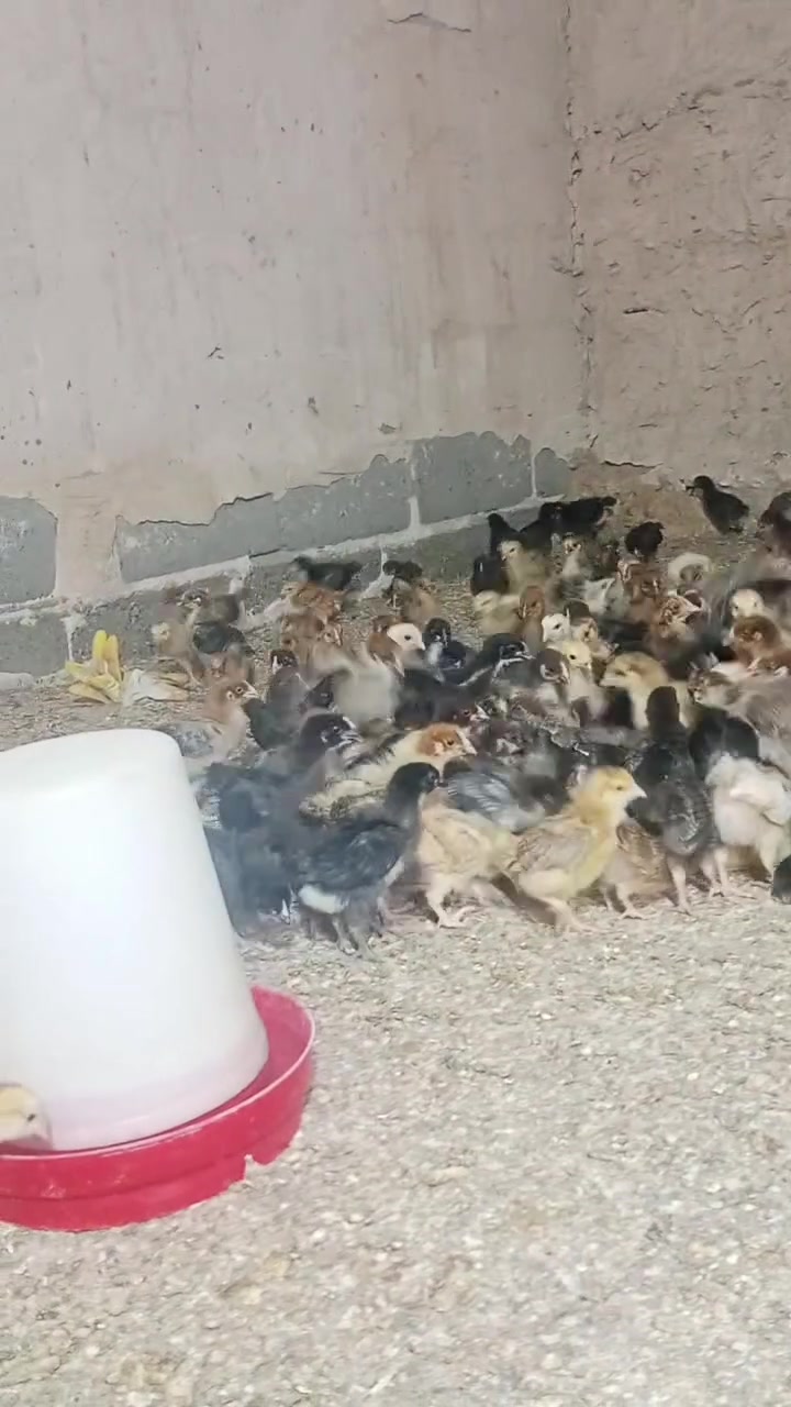 متاح فراخ
عرب 
العمر 17 يوم. 
الزوج ٣لاف نهيته 
العدد 260تك 

كامل علاجات 
صحه خير من الله 
العنوان بغداد المشاهده 
وتساب‏‪***********‬‏
