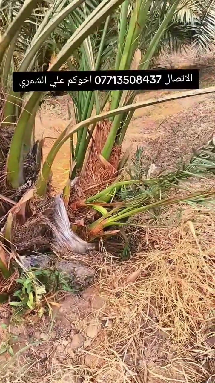 السلام عليكم بتاريخ/27/9/2026/ نعرض لكم فسائل برحي مجذرة
  تحت الام ايضا يتوفر فسائل برحي  تحت الام احجام خشنه  القلع بحضور المشتري الي راغب بالشراء عنواني واسط الصويرة لاتصال  *********** علي الشمري البيع النخيل
