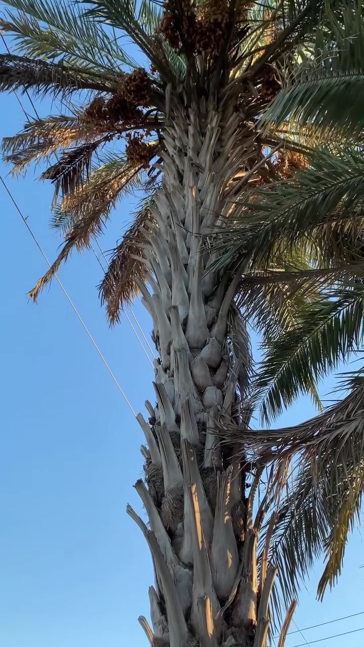 ﷽ 

#مستمرين بقلع وغرس فسائل النخيل 

وتكريب  وتحويل النخيل 🌴بجميع الاحجام 
وان شاء الله شغل درجة اولى يرضا رب العالمين وما نطلع اذا ما صاحب البيت يكول رحم الله والديكم على هذا الشغل 

وكلمن مشتغل عندو يعرف جودة ودقة عملي بفضل الله تعالى 

عندك تكريب قلع فسائل او زراعة عندك نخلة تريد تحويل عندك نخلة تريد تحوضها وترتب حوضها بس اتصل وما يكون خاطرك اله طيب 

للأتصال ***********

جزء بسيط من العمل
