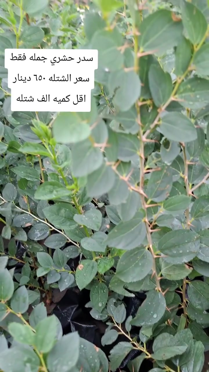 جمله • ٥٠٠ شتله • بالفيديو