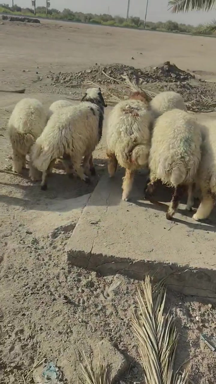 سمان • ٦ذكوره٤نثايه • ناصريه البطحه