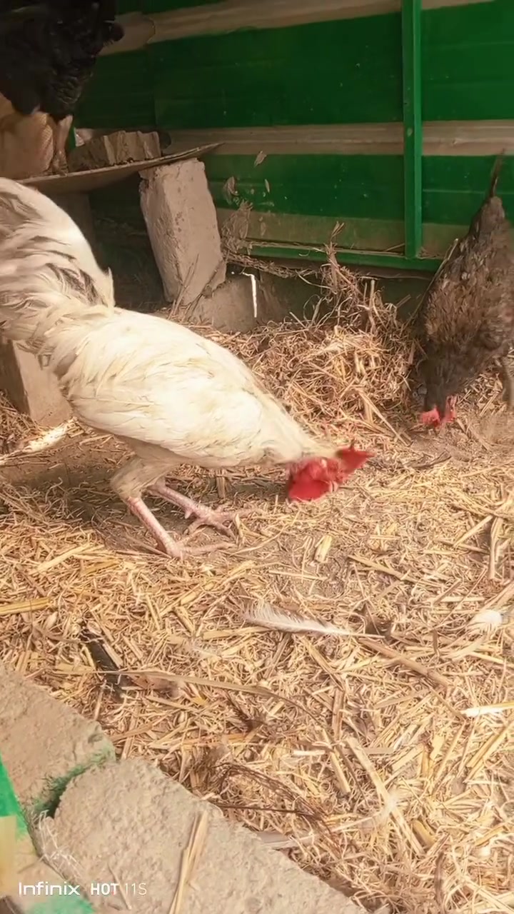 ديج • دجاجين • سبع البور الضباط