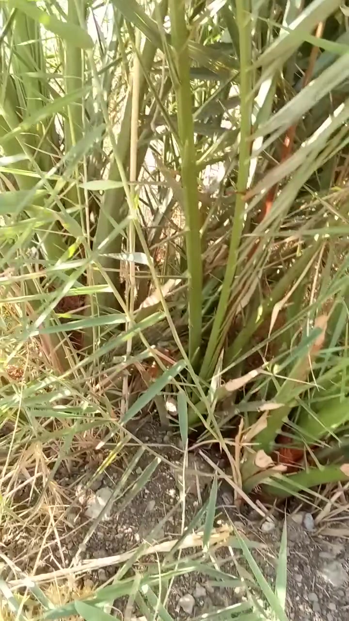 سلام عليكم
فسائل 

لولو 

بربن 

***********

@إشارة
