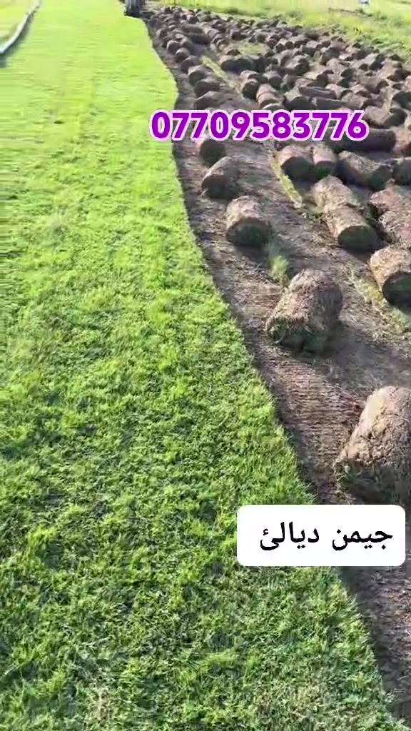 خەڵکی پارێزگای سلێمانی، بۆ حجزکردنی داواکاریەکانتان، تکایە پەیوەندی بکەن بە نوێنەری شەخسیمانەوە
***********فریزی دیالە
فریزی دیالە بۆ فرۆشتن لەگەڵ خزمەتگوزاری گەیاندن بۆ هەموو پارێزگاکانی هەرێمی کوردستان ( هەولێر، کەرکوك، دهۆك، سلێمانی )***********

باخچەی ماڵەوە، پارکی شوێنە حکومیەکان، باخچە گشتیەکان، فریزی دەرەجە یەك گەیاندن بۆ بەردەرگای ماڵەکانتان بەردەستە
…………………………السعر 2000 دينار ………………………..
ثيل روعة ديالى لتجهيز كافة انواع الثيل الطبيعي
الثيل امريكي🌿الثيل الهندي🌿الثيل الايطالي 🌿ثيل فرنسي🌿
مستعدون لتجهيز كافة
المشاتل🌴👇
منازل🏡👇
منتزهات🏄
موجود خدمة توصيل 🚕🚕 لكل محافظات العراق 
للطلب التواصل مع الصفحة او الاتصال على :

***********
