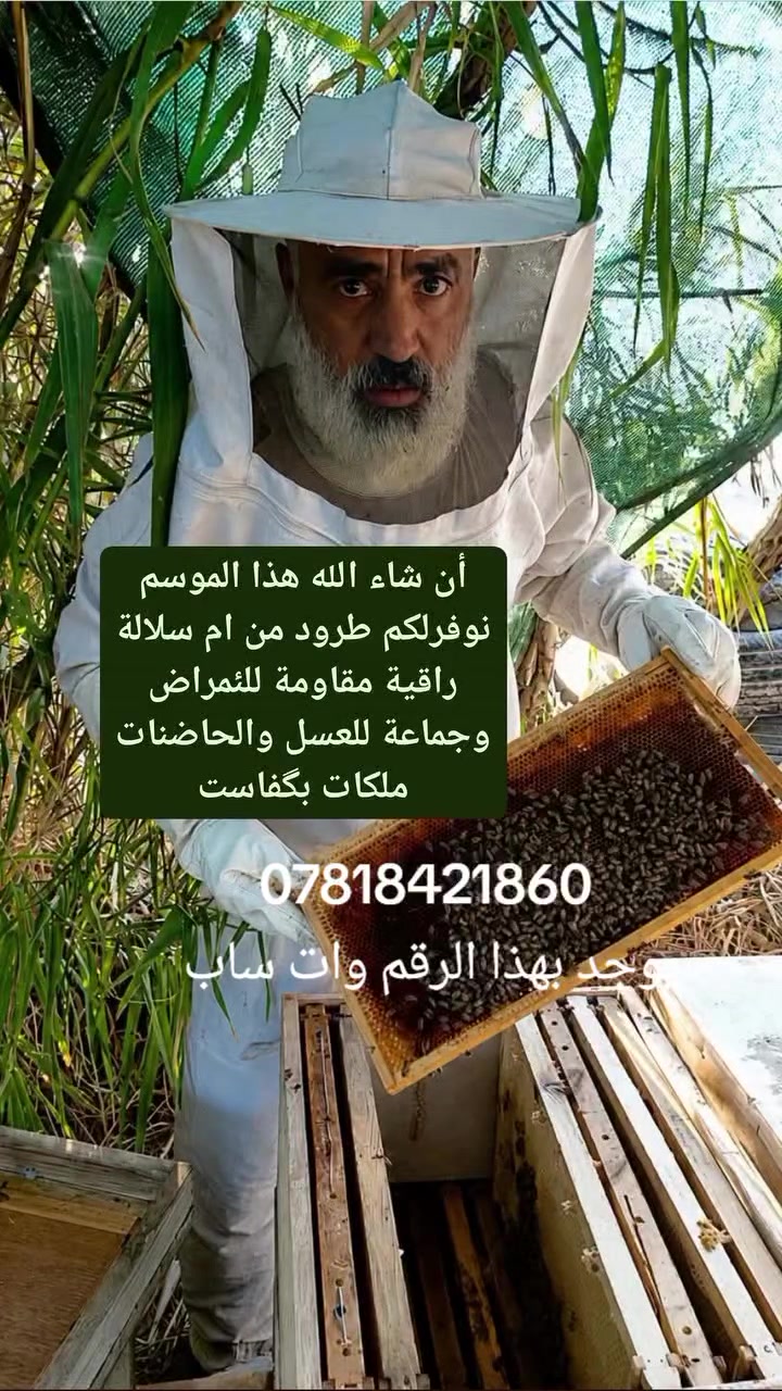 خلايا نحل • سلالة راقية • عمر سنة